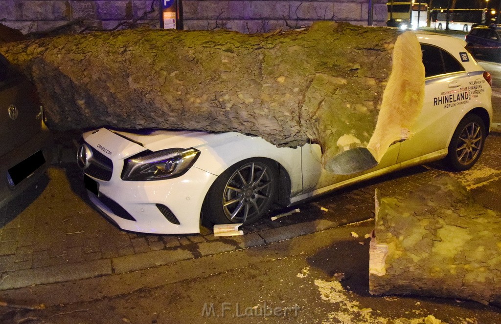 Baum auf PKWs Koeln Mitte Rheinuferstr Goldgasse P046.JPG - Miklos Laubert